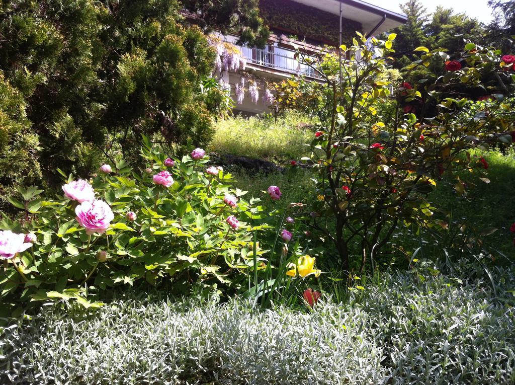 B&B Le Ortensie -Lago Di Como Lierna Exterior foto